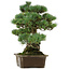 Pinus parviflora, 34 cm, ± 40 anni, con nebari di 15 cm