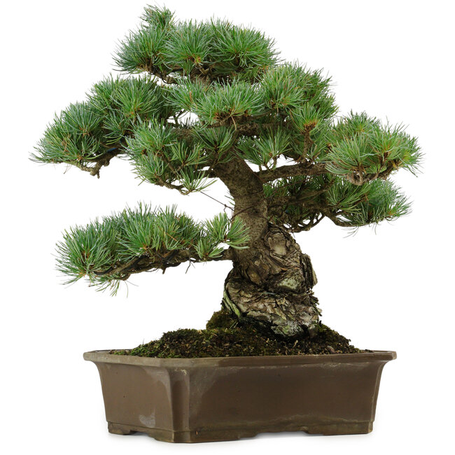 Pinus parviflora, 34 cm, ± 40 anni, con nebari di 15 cm