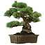 Pinus parviflora, 34 cm, ± 40 anni, con nebari di 15 cm