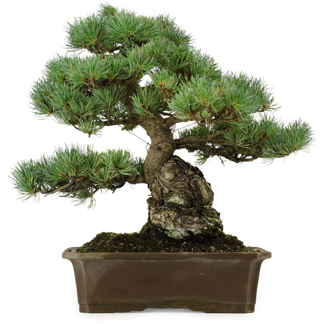 Pinus parviflora, 34 cm, ± 40 years old, with a nebari of 15 cm