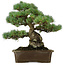 Pinus parviflora, 34 cm, ± 40 ans, avec un nebari de 15 cm