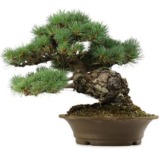 Pinus parviflora, 32 cm, ± 40 jaar oud