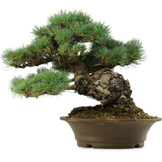 Pinus parviflora, 32 cm, ± 40 years old