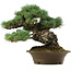 Pinus parviflora, 32 cm, ± 40 years old, with a nebari of 8 cm