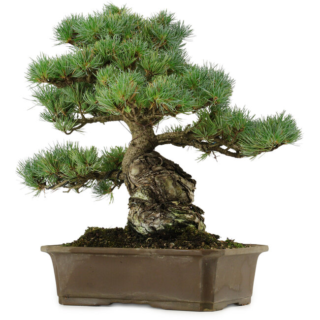 Pinus parviflora, 34 cm, ± 40 ans, avec un nebari de 15 cm