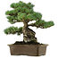 Pinus parviflora, 34 cm, ± 40 años de edad, con un nebari de 15 cm