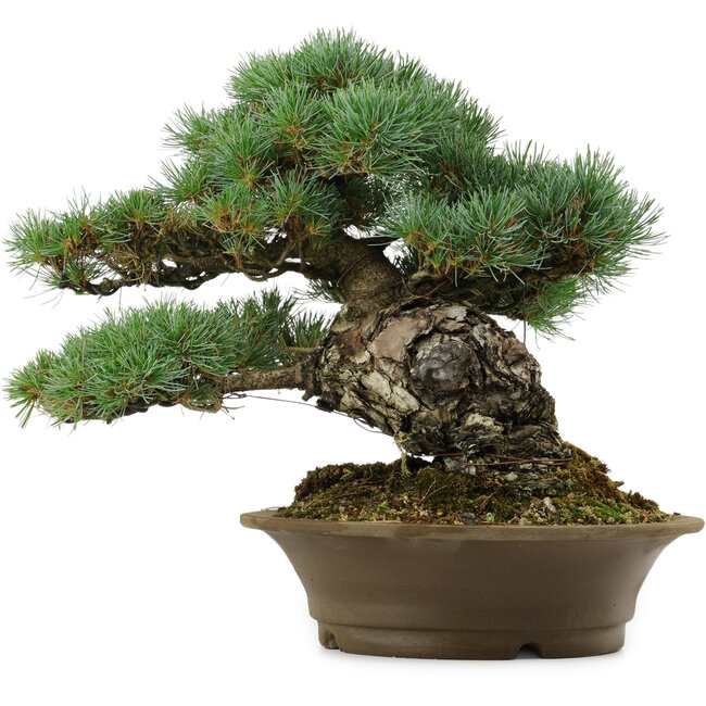 Pinus parviflora, 32 cm, ± 40 años de edad, con un nebari de 8 cm