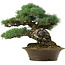 Pinus parviflora, 32 cm, ± 40 años de edad, con un nebari de 8 cm