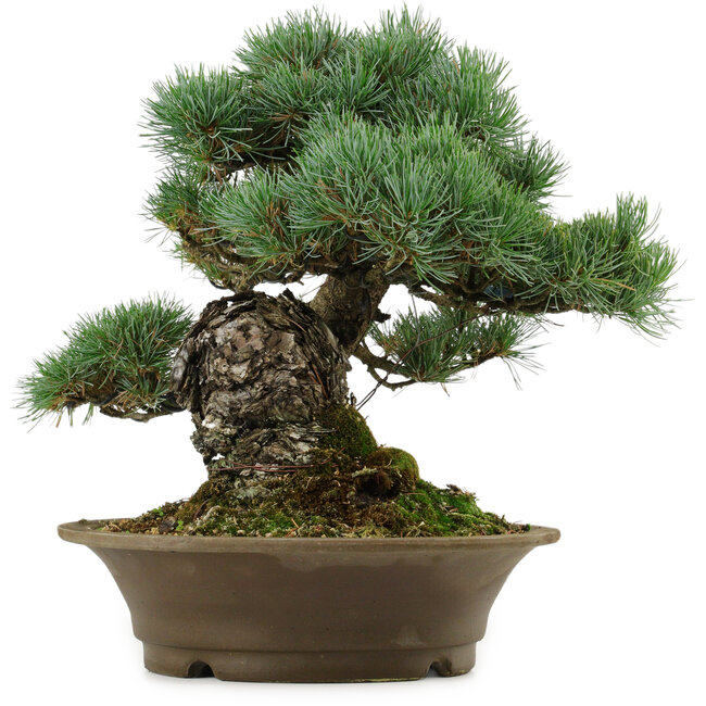 Pinus parviflora, 32 cm, ± 40 years old, with a nebari of 8 cm