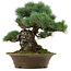 Pinus parviflora, 32 cm, ± 40 anni, con nebari di 8 cm