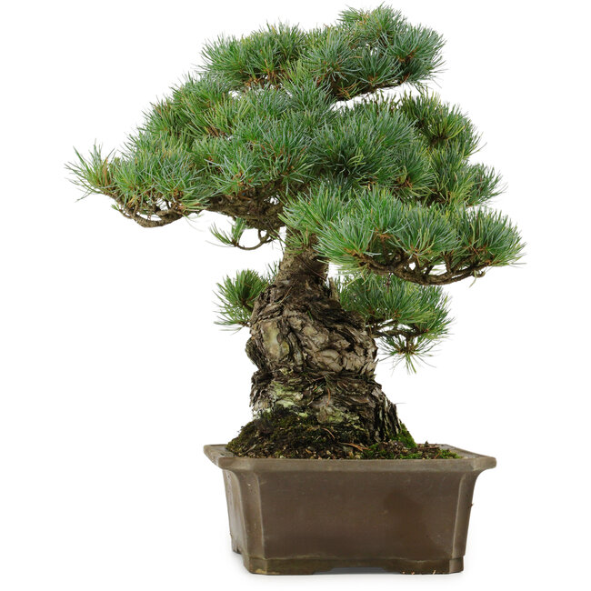 Pinus parviflora, 34 cm, ± 40 anni, con nebari di 15 cm