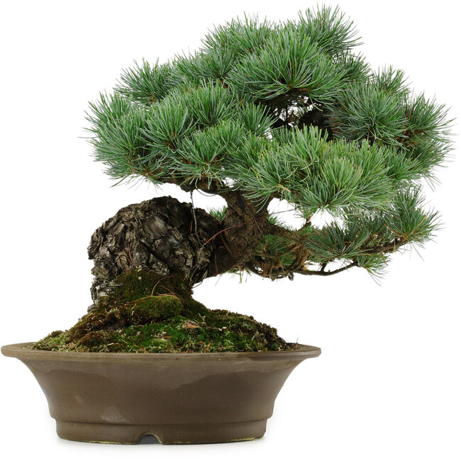 Pinus parviflora, 32 cm, ± 40 Jahre alt, mit einem Wurzelansatz von 8 cm