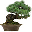 Pinus parviflora, 32 cm, ± 40 años de edad, con un nebari de 8 cm