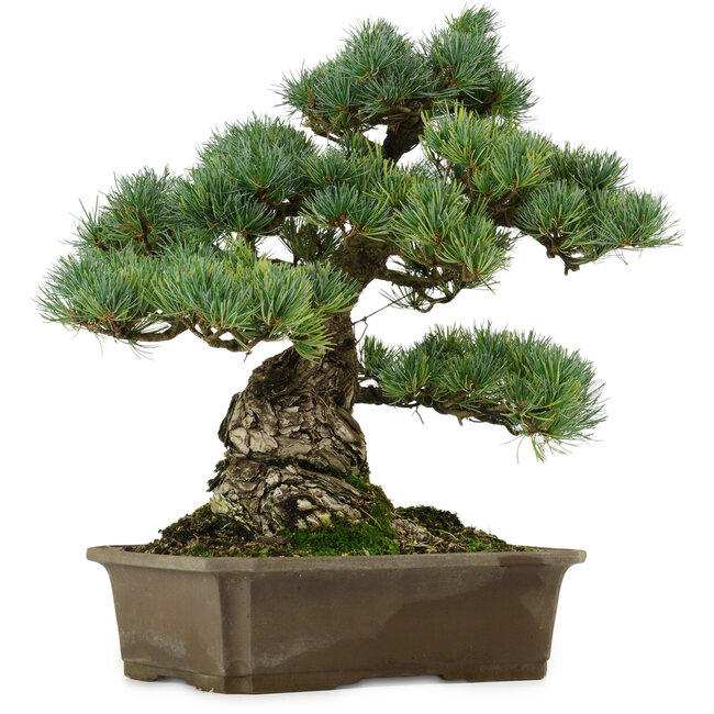 Pinus parviflora, 34 cm, ± 40 jaar oud, met een nebari van 15 cm
