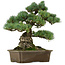Pinus parviflora, 34 cm, ± 40 anni, con nebari di 15 cm