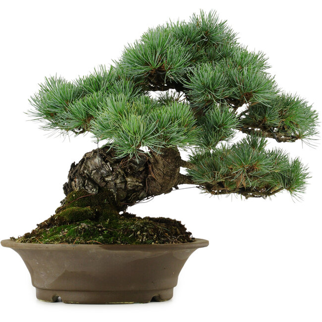 Pinus parviflora, 32 cm, ± 40 anni, con nebari di 8 cm