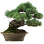 Pinus parviflora, 32 cm, ± 40 años de edad, con un nebari de 8 cm