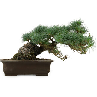 Pinus parviflora, 28 cm, ± 40 anni