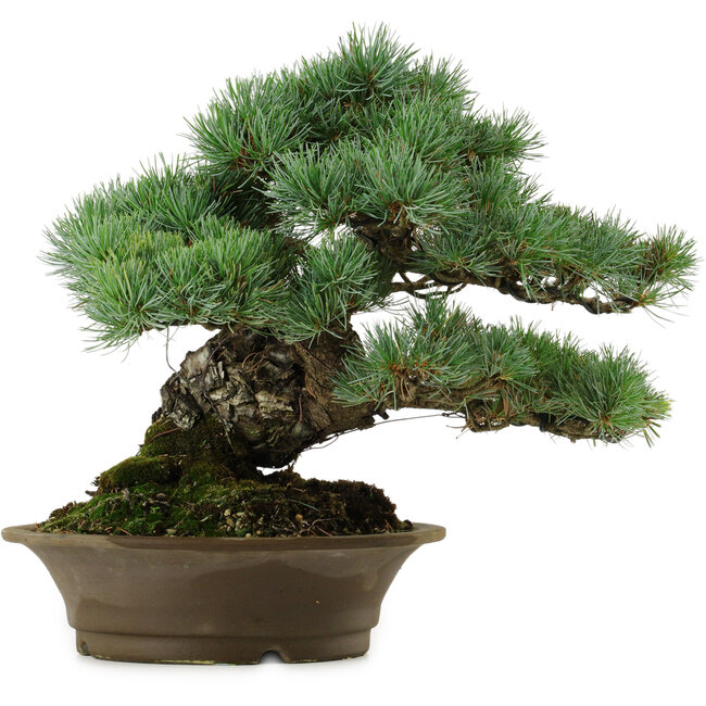 Pinus parviflora, 32 cm, ± 40 ans, avec un nebari de 8 cm