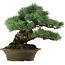 Pinus parviflora, 32 cm, ± 40 años de edad, con un nebari de 8 cm