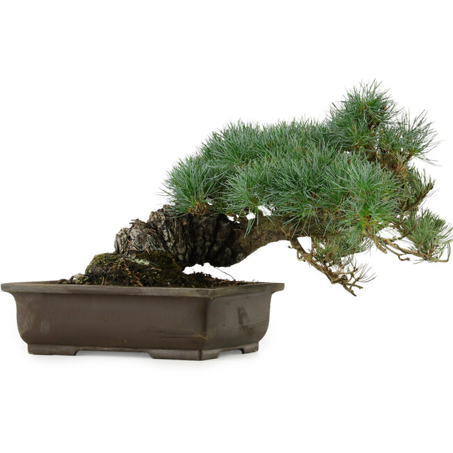Pinus parviflora, 28 cm, ± 40 years old, with a nebari of 14 cm