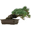 Pinus parviflora, 28 cm, ± 40 jaar oud, met een nebari van 14 cm