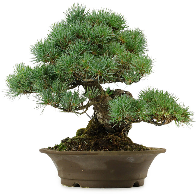 Pinus parviflora, 32 cm, ± 40 Jahre alt, mit einem Wurzelansatz von 8 cm