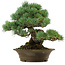 Pinus parviflora, 32 cm, ± 40 anni, con nebari di 8 cm