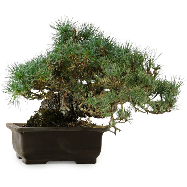 Pinus parviflora, 28 cm, ca. 40 Jahre alt, mit einem Wurzelansatz von 14 cm