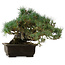 Pinus parviflora, 28 cm, ± 40 anni, con nebari di 14 cm