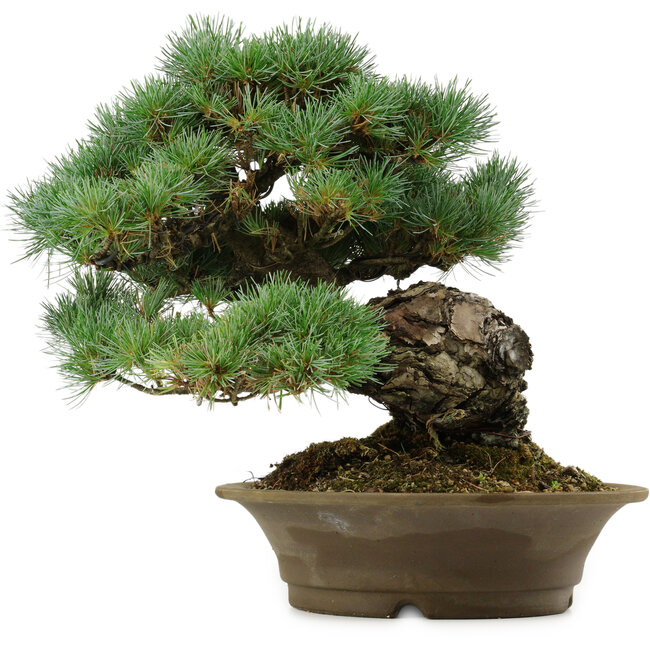 Pinus parviflora, 32 cm, ± 40 anni, con nebari di 8 cm