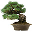 Pinus parviflora, 32 cm, ± 40 years old, with a nebari of 8 cm