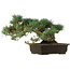 Pinus parviflora, 28 cm, ± 40 anni, con nebari di 14 cm