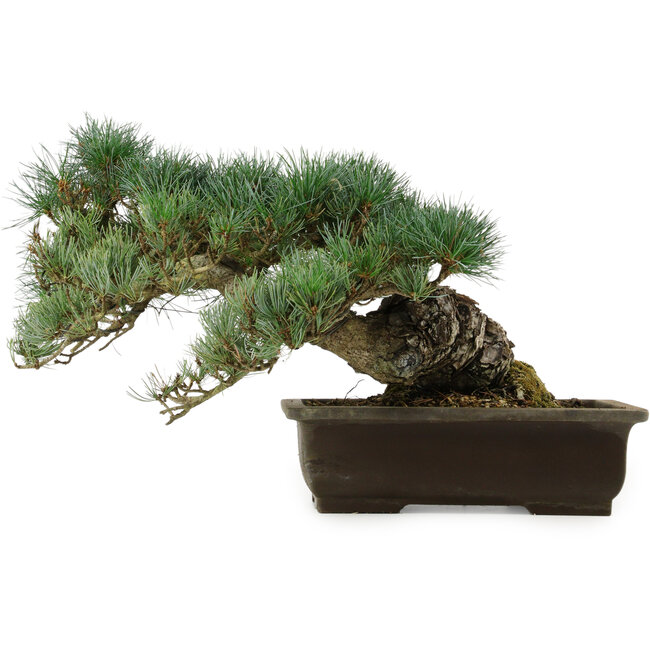 Pinus parviflora, 28 cm, ± 40 anni, con nebari di 14 cm
