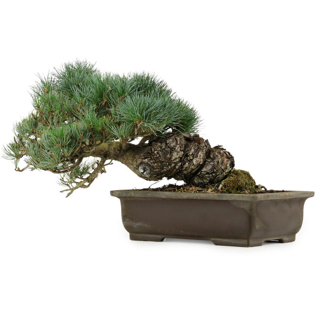 Pinus parviflora, 28 cm, ± 40 años de edad, con un nebari de 14 cm