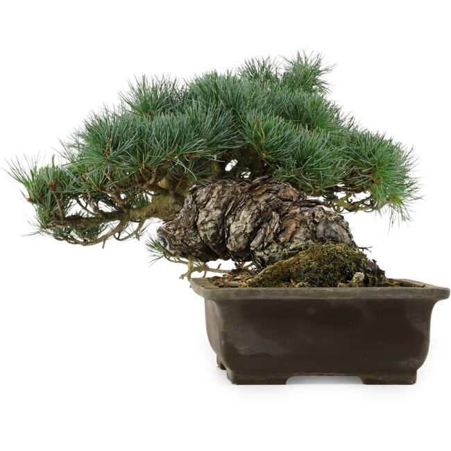 Pinus parviflora, 28 cm, ± 40 anni, con nebari di 14 cm