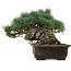 Pinus parviflora, 28 cm, ± 40 jaar oud, met een nebari van 14 cm