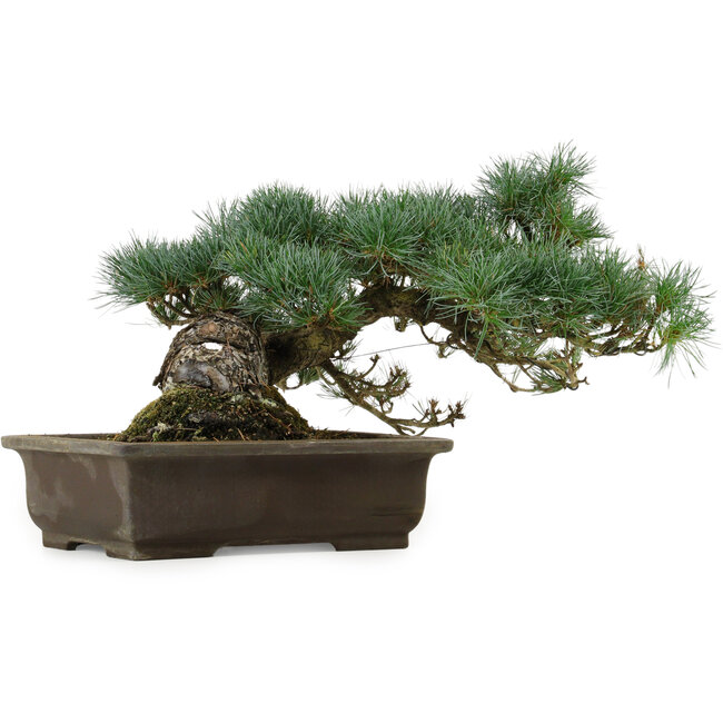 Pinus parviflora, 28 cm, ± 40 jaar oud, met een nebari van 14 cm