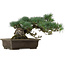 Pinus parviflora, 28 cm, ± 40 años de edad, con un nebari de 14 cm