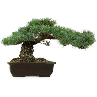 Pinus parviflora, 30 cm, ± 40 años de edad