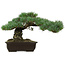 Pinus parviflora, 30 cm, ± 40 jaar oud, met een nebari van 11 cm