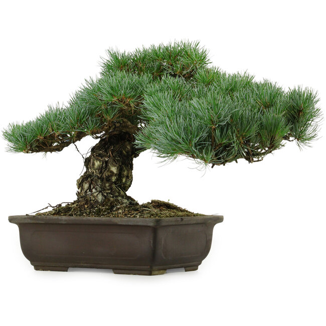 Pinus parviflora, 30 cm, ± 40 años de edad, con un nebari de 11 cm