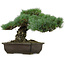 Pinus parviflora, 30 cm, ± 40 anni, con nebari di 11 cm