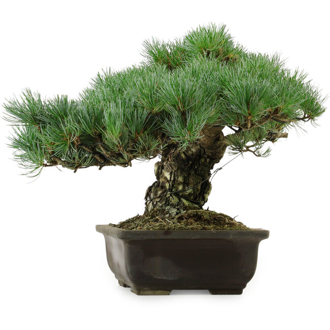 Pinus parviflora, 30 cm, ± 40 anni, con nebari di 11 cm