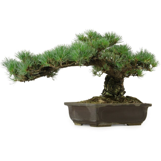 Pinus parviflora, 30 cm, ± 40 anni, con nebari di 11 cm