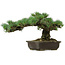 Pinus parviflora, 30 cm, ± 40 ans, avec un nebari de 11 cm