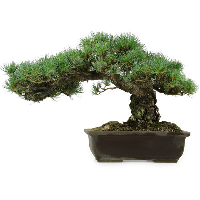 Pinus parviflora, 30 cm, ± 40 jaar oud, met een nebari van 11 cm
