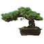 Pinus parviflora, 30 cm, ± 40 Jahre alt, mit einem Wurzelansatz von 11 cm