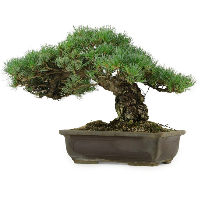Pinus parviflora, 30 cm, ± 40 años de edad, con un nebari de 11 cm