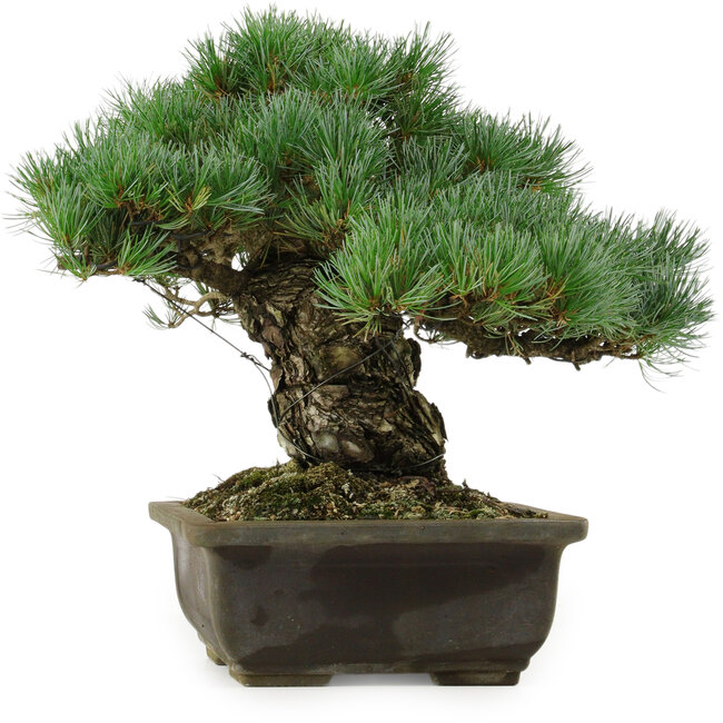 Pinus parviflora, 30 cm, ± 40 years old, with a nebari of 11 cm
